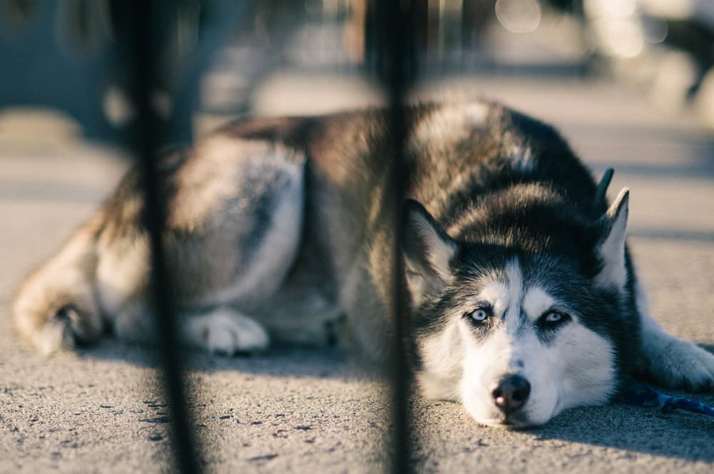 A husky lying on a Melbourne footpath photographed with a shallow depth of field