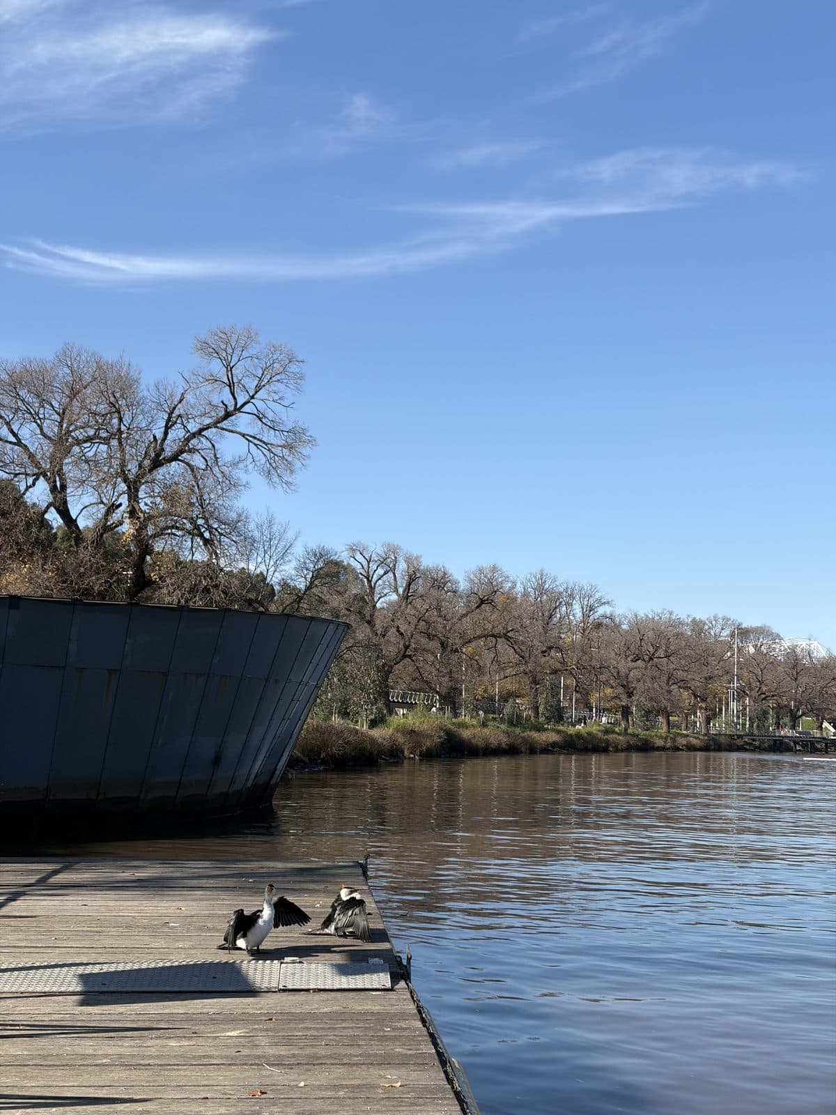 Two cormorants drying their wings on a river boardwalk with bare winter trees along the bank, on the Melbourne photography course walk