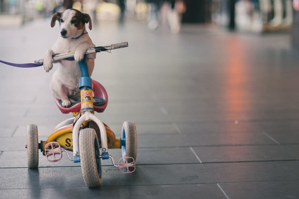 a dog riding a bike in melbourne, photograph taken on a camera class in melbourne